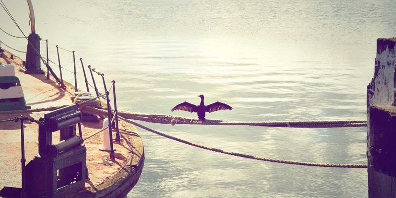 意图驱动网络：重塑运维自动化的未来，附资源分享与编程教程