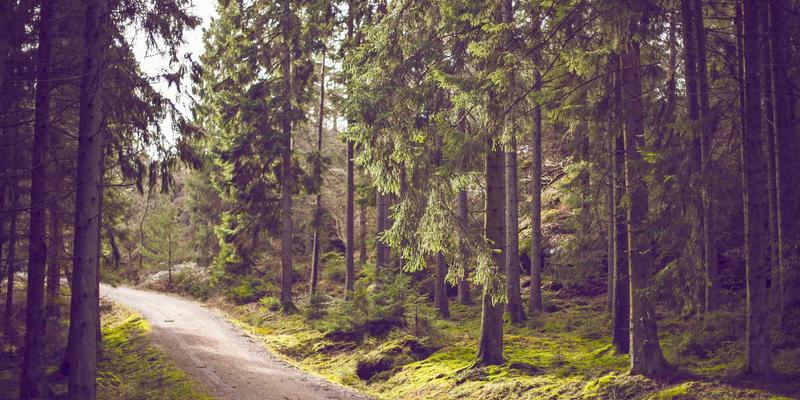 零信任安全架构下的微隔离技术实施指南：IT资讯与软件开发资源分享